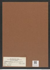 Chaetoceros compressus Lauder (de-Toni-Nr.: Genus 149, Species 4132) Zeichnungen Sammlung Grunow Mappe 04135 (Herbarium_W_Grunow_drawings_Folder_04135)